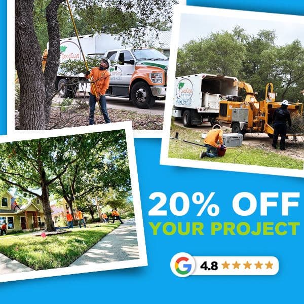 Are Your Trees Ready for Fall?